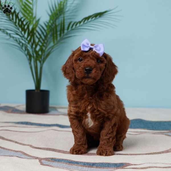 Elara, Miniature Poodle Puppy